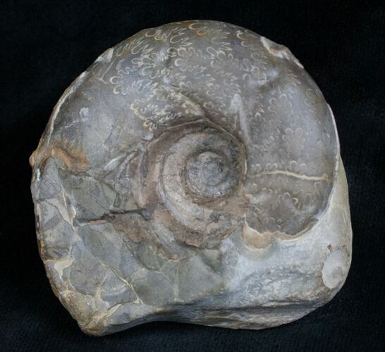 Sowerbyceras Ammonite - French, Alps #5805